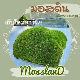 มอสดิน แบบกล่อง สดใหม่ให้เยอะ รีวิวดี ส่งตรงจากสวน มอสจัดสวน มอสสด มอส