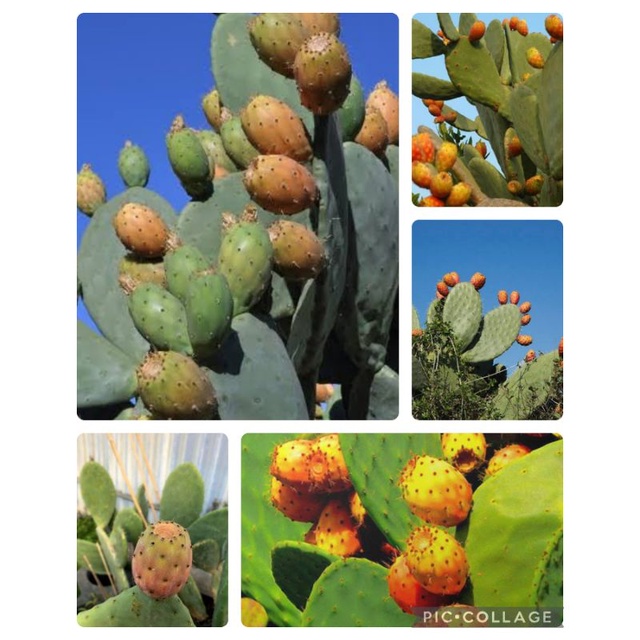 ต้นกระบองเพชรอวบน้ํา ผลไม้อวบน้ํา basromi opuntia ficus indica apple cactus