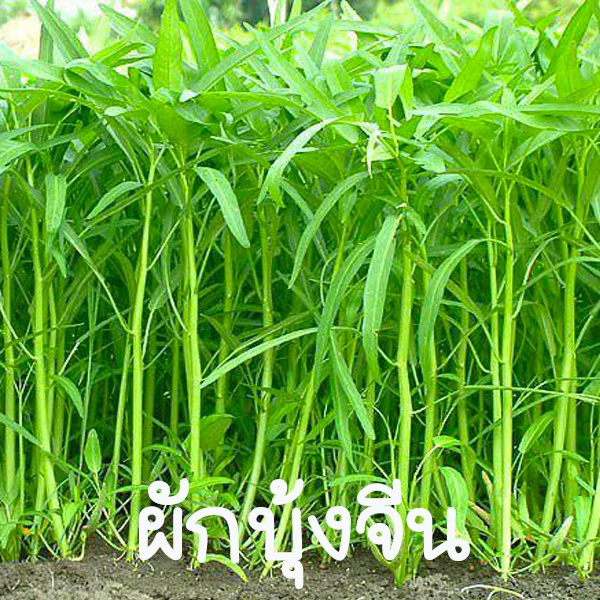 ผักบุ้งจีน📌ถูกที่สุด 9บ.📌เมล็ดพันธุ์ผักบุ้งจีน 100 เมล็ด☘️ปลูกง่าย👉ขึ้นไว☘️ทานอร่อย