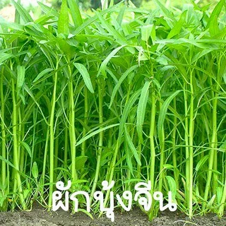 ผักบุ้งจีน📌ถูกที่สุด 10 บ.📌เมล็ดพันธุ์ผักบุ้งจีน 100 เมล็ด☘️ปลูกง่าย👉ขึ้นไว☘️ทานอร่อย
