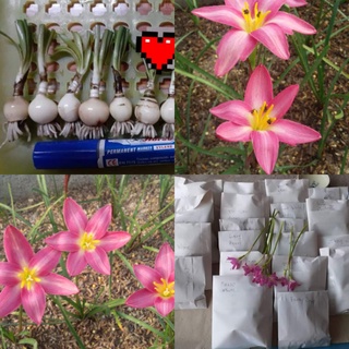 Z.Rainlily Orchird ขายหัวออกดอก