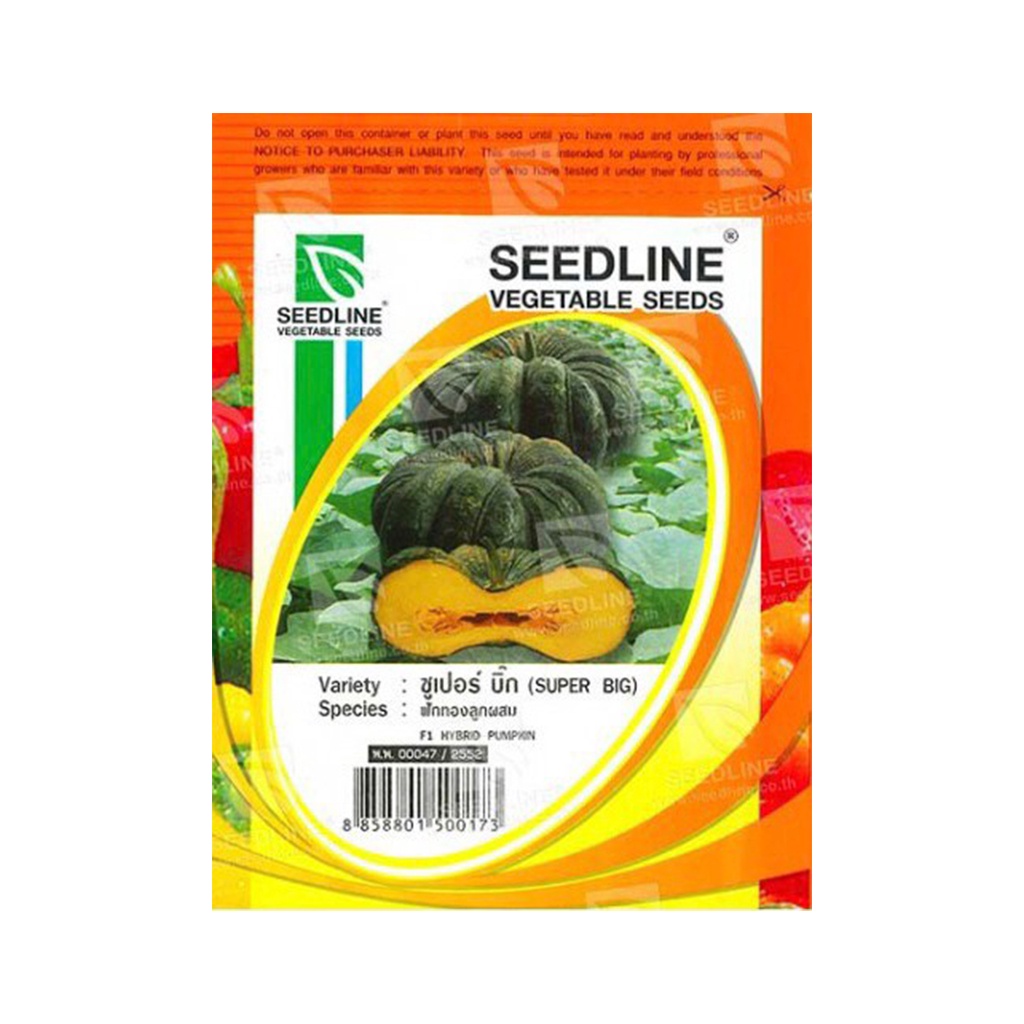 (พร้อมส่ง) SEEDLINE - เมล็ดฟักทองลูกผสม (ซูเปอร์บิ๊ก)