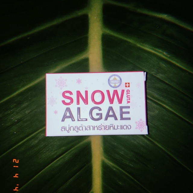 Snow algae