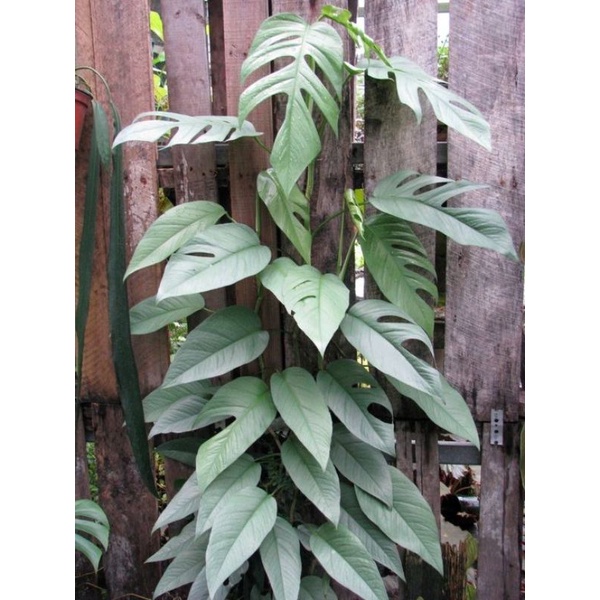 อิพิเซบู บลู เบอร์ 2 🌱epipremnum pinnatum cebu blue no.2🌱