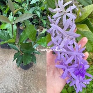 พวงครามออสเตรเลีย 🌿💜  ดอกสีม่วงสวย แบบถุง ออกดอกตลอดปี