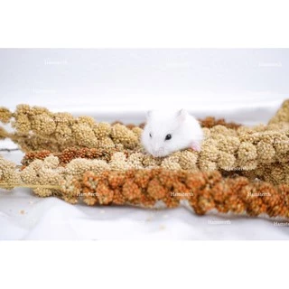 [Hamsterth] มิลเล็ตสเปรย์ พวงมิลเล็ต ธัญพืช ขนม แฮมสเตอร์ อาหาร สำหรับสัตว์ฟันแทะ เม่นแคระ แฟตเทล