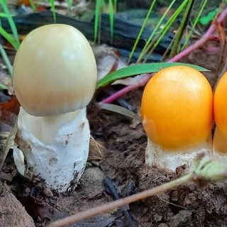 เชื้อเห็ดป่าธรรมชาติ เห็ดระโงกขาว เห็ดระโงกเหลือง เห็ดเผาะ เห็ดตับเต่า เห็ดไค เห็ดถ่าน เห็ดน้ำหมาก และเห็ดโคนปลวก