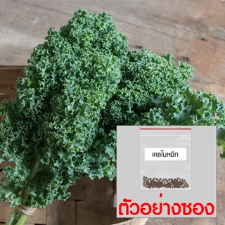 เมล็ดเคล เคลใบหยิก คะน้าเคล คะน้าฝรั่ง 100 เมล็ด 20 บาท