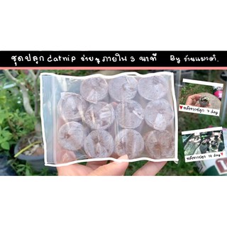 ชุดปลูก Catnipภายใน 3 นาที ส่งเร็วมากกก (ซื้อต้นไม้ในร้านครบ100เเถมเมล็ดตำเเยเเมว)