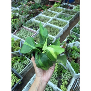 พลูบราซิล  ต้นพลูเรือนแก้ว  Philodendron brazil  กระถาง 3-4  นิ้ว  59 บาท ส่งคละสีนะคะ มีสีเขียว สีด่าง สีทอง ส่งตามที่ส