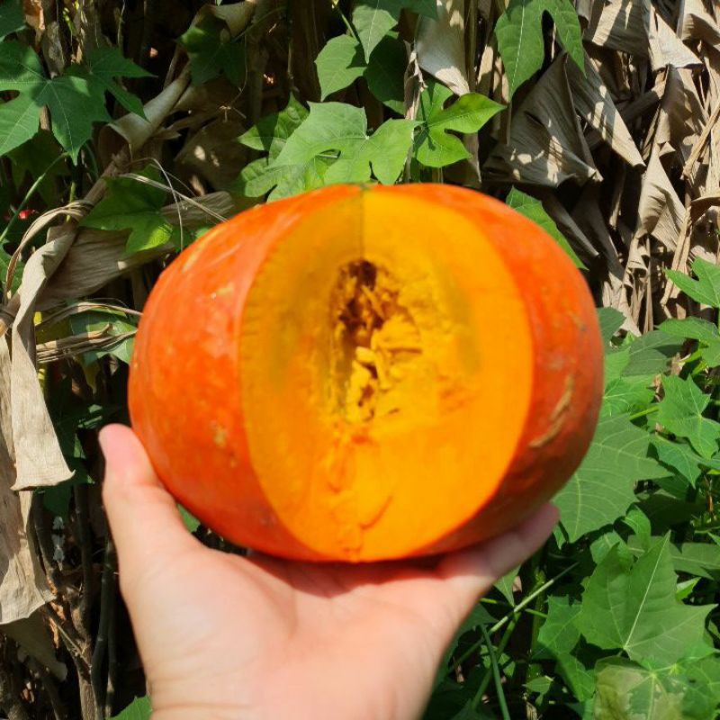 ฟักทองญี่ปุ่นสีส้ม📌10แถม1!!🎯ถูกที่สุด10บ.🎯เมล็ดพันธุ์ฟักทองญี่ปุ่นสีส้ม3-18เมล็ด📌ปลูกง่าย ☘️สีสวย📌โตไว☘️หวานมัน - รูปที่ 3