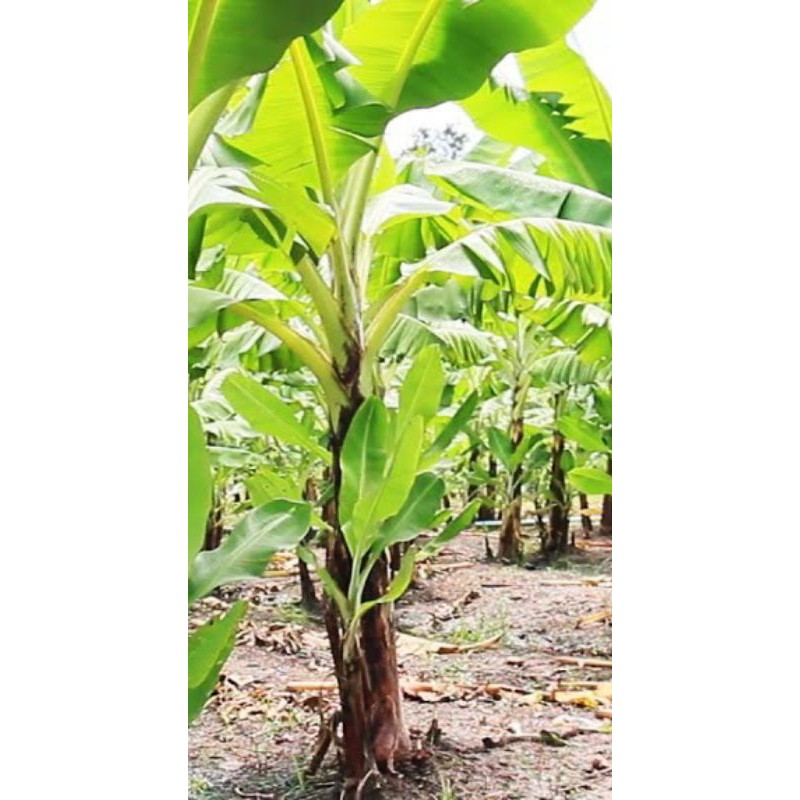 หน่อ“กล้วยหอมคาเวนดิช” หรือ “กล้วยหอมเขียว”
