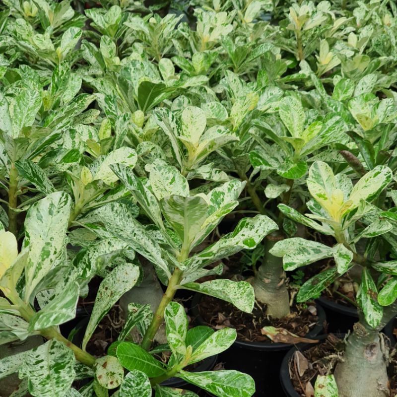 มุมมอง 3