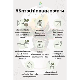 ต้นโกสนพันธุ์ ราศีพิจิก ไซส์ใหญ่ กระถาง 8" สูง 30-40 เซนติเมตร ซื้อ 10 แถม 1 (จัดส่งแบบถอดกระถาง+รับประกันสินค้า)