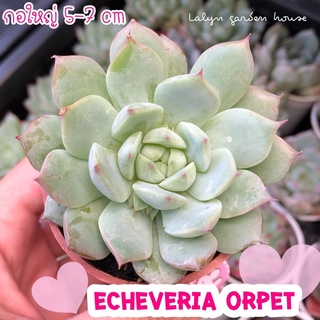 💗🌹 echeveria orpet ปลายกลีบสีชมพูสวย น่ารัก 💓กุหลาบหินกอใหญ่สวย ขนาด5-7cm 🌹💗