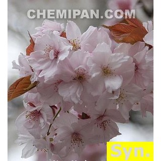 [CHEMIPAN] หัวน้ำหอม กลิ่นซากุระ (Sakura Fragrance) 100g.