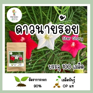 เมล็ดพันธุ์ ดาวนายร้อย คละสี Star Ipomoea บรรจุ 100 เมล็ด เมล็ดพันธุ์OPแท้ อัตราการงอกสูง