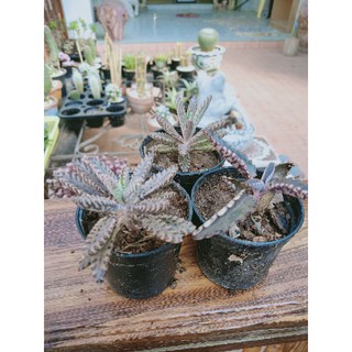 เศรษฐีล้านล้าน Kalanchoe1ชุดมี4กระถาง100บาท