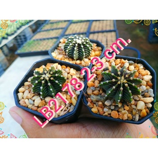 🌵💥LB2178 แท้💥🌵  9-10 พู Gymnocalycium lb 2178 ไม้เมล็ด ขนาด 2-3 ซม. ต้นกระบองเพชร ต้นแคคตัส (แคคตัส กระบองเพชร)