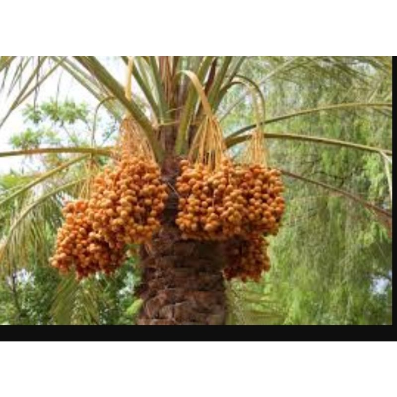 เสนอ NABI MAGIC และ POISON พร้อม AJWA DATES OF THE PROPHET และ I MADINAH