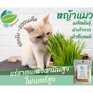 （มีของแจก）หญ้าแมว เมล็ด​พันธุ์​นำเข้าจากนิวซีแลนด์​/เมล็ด ผัก ปลูก สวนครัว คละ