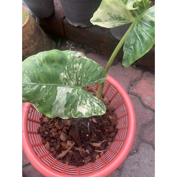 บอนกระดาษด่างขาว (Alocasia macrorrhizos) ต้นเง้า