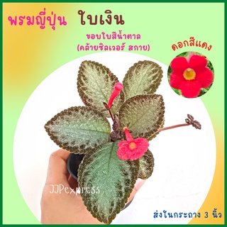 พรมญี่ปุ่น ใบสีเขียวเงินขอบใบสีน้ำตาอ่อน คล้ายซิลเวอร์สกายแต่ใบขนนุ่มกว่า ดอกสีแดง (กระถาง 3 นิ้ว)  ค่าส่งถูก