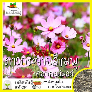 เมล็ดพันธุ์ ดอกดาวกระจาย สีชมพู 200 เมล็ด Pink Gloria Cosmos Flower Seed เมล็ดพันธุ์แท้ นำเข้าจากต่างประเทศ ปลูกผัก โตไว