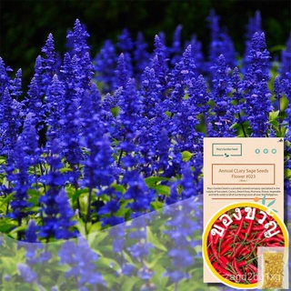 ประจำปีClary Sage Seeds, Blue, Flower Seeds #023บ้านและสวน/ผักกาดหอม/หมวก/แม่และเด็ก/สวน/ดอกไม้/กระโปรง/เมล็ด/สร้อยข้อมื