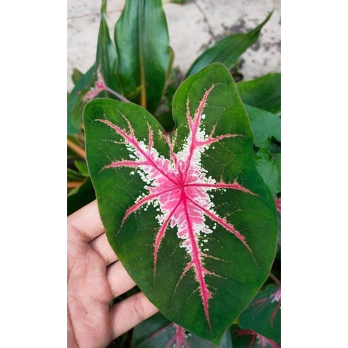 บอนสีไก่สุดสงวน บอนสีภาคใต้