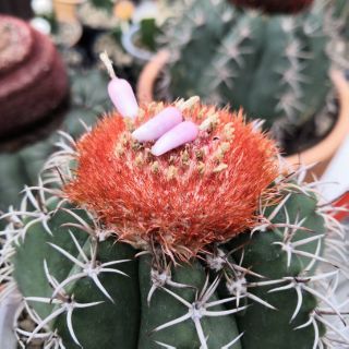 เเมล็ดMelocactus  Mix 200++