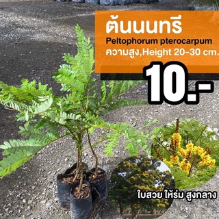 ต้นนนทรี (จำนวน 1 ต้น) Peltophorum pterocarpum นนทรี