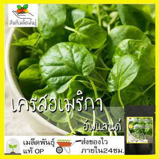 เมล็ดพันธุ์ เครสอเมริกาอัพแลนด์ 300 เมล็ด Upland Cress Seeds เมล็ดพันธุ์แท้ 100% เมล็ดนำเข้า อเมริกาเครส ขายดี โตไว