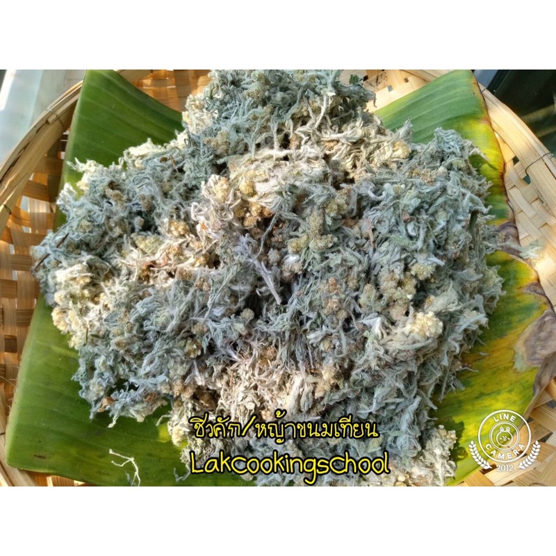 ชิวคัก หญ้านางนวลแท้ หญ้าขนมเทียน ดอกล้วน ใหม่จากสวนอำเภอดำเนินสะดวก น้ำหนัก100กรัม 120 บาทโดยโรงเรียนบ้านอาจารย์ลักษณ์