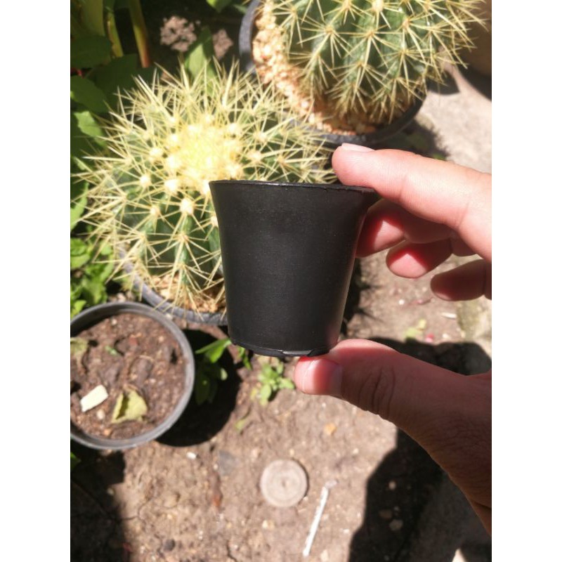 [มีโค๊ดส่วนลด 60บาท]กระถางปากแตร 2 นิ้ว อย่างหนา(มีราคาส่ง) By.คิม เกษตรเงินล้าน ราคา ถูกที่สุด ดีลบีเคเค รูปภาพหลัก