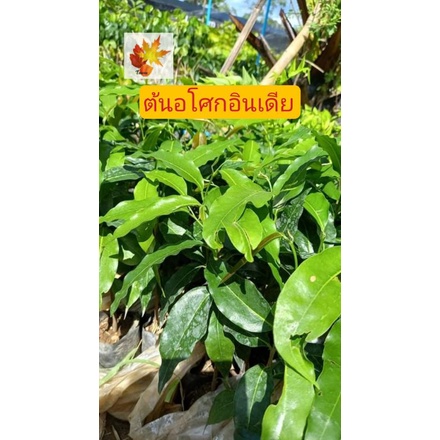 ต้นอโศก​อินเดีย​ ต้นไม้​โต​เร็ว​ ต้นไม้​ทรงสวย​ อโศก​อินเดีย​