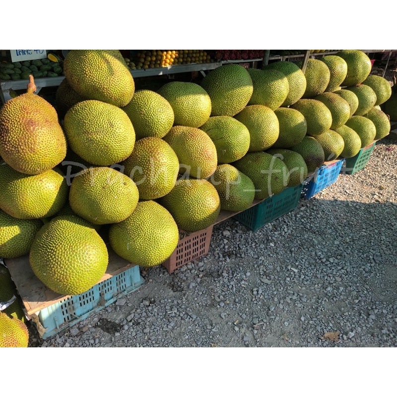 ขนุน สายพันธ์ทองประเสริฐ ✅พร้อมส่ง✅ (ขายเป็นลูก) 🍐สดใหม่จากสวน - รูปที่ 3