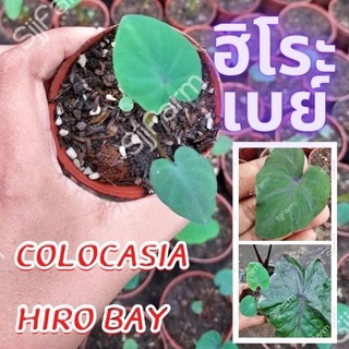 1 ต้น โคโลคาเซีย ฮิโระเบย์ Colocasia Hilo bay ปลูกได้ทั้งแบบบนดินและในน้ำ💦 จัดส่งแบบคละต้น สินค้าพร้อมส่ง