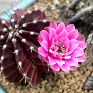 (zimd) กระบองเพชร แคคตัส cactus  Gymnocalycium mihanovichii f. rubra purple 6-7cm grafting ไม้ตัดกราฟ