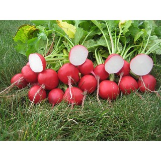 เมล็ด เรดิชเยอรมัน - German Giant Radish