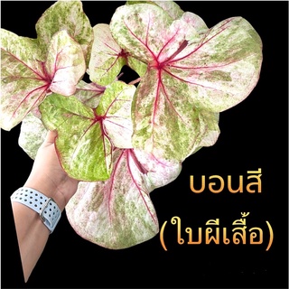 ปีกผีเสื้อสวยๆ บอนสีหายาก 🦋🦋น้องเป็นลูกไม้รูปร่างคล้ายผีเสื้อ🦋🦋