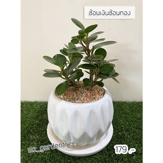 [ต้นไม้จริง]🎍🎍ไม้มงคล ต้นช้อนเงินช้อนทอง🎍🎍**ต้นไม้คัดฟอร์มสวยทุกต้น**