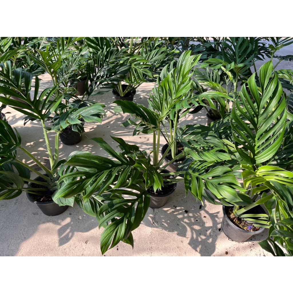 มุมมอง 2