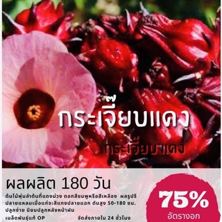 เมล็ดพันธุ์ กระเจี๊ยบแดง Roselle กระเจี๊ยบ (ซื้อ 10 แถม 1 คละอย่างได้)