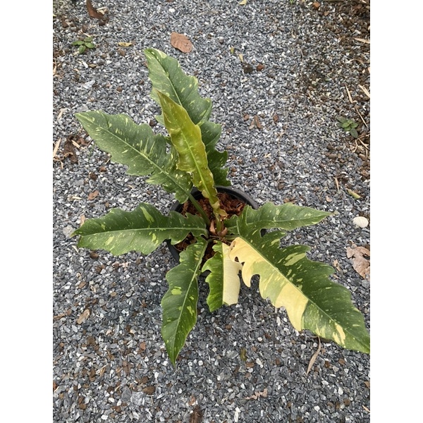 🔥Philodendron Ring of Fire variegated🔥ใบเลื่อยด่าง 🎊