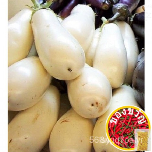 Guaranteed germination rate 50 CASPER WHITE EGGPLANT茄果ธูป/เมล็ดพืช * หวีกางเกง/แม่และเด็ก/กุหลาบ/ดอก