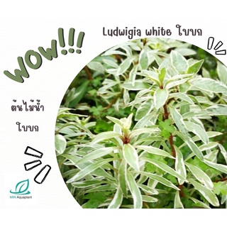 🔥Ludwigia white ใบบก กิ่งละ 30 🔥(เลื่อนดูใบบกภาพถัดไป)