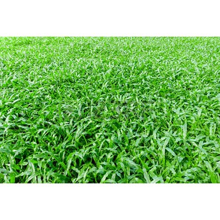 ขายส่ง 1 ขีด เมล็ดหญ้านวลน้อย Manila Grass Temple Grass หญ้าปูสนาม สนามหญ้า พืชตระกูลหญ้า เมล็ดพันธุ์หญ้า พรรณไม้