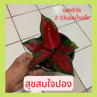 ต้นสุขสมใจปอง อโกลนีมา สีแดงสดส่งพร้อมกระถาง 6 นิ้ว เลี้ยงง่าย