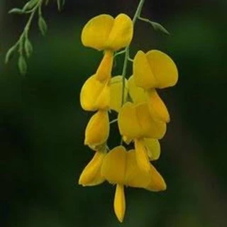 เมล็ดโสนเกษตรมีดอกทั้งปีดอกใหญ่ดกพวงยาว